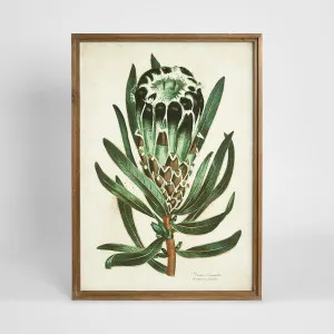 Protea Study B Wall Art 50x70cm by Florabelle Living, a Prints for sale on Style Sourcebook