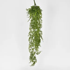 Maidenhair Fern Hanging Bush by JMC FLORALS, a Plants for sale on Style Sourcebook