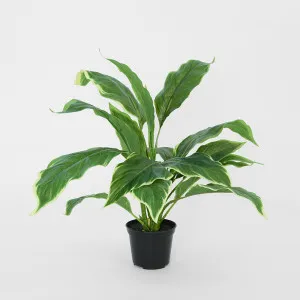 Hosta Plant real touch in Pot 42cm Green by Florabelle Living, a Plants for sale on Style Sourcebook