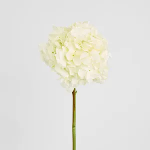 Round Head Hydrangea White by Florabelle Living, a Plants for sale on Style Sourcebook