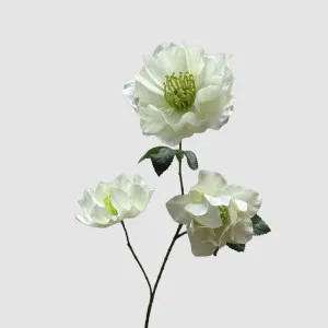 Helleborus White 67cm by Florabelle Living, a Plants for sale on Style Sourcebook