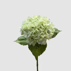 Hydrangea Real Touch White 63cm by Florabelle Living, a Plants for sale on Style Sourcebook
