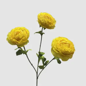 Ranunculus Yellow 60cm by Florabelle Living, a Plants for sale on Style Sourcebook