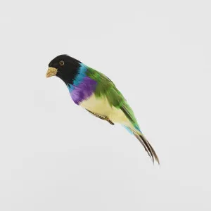 Black Headed Finch by Vixen & Velvet, a Christmas for sale on Style Sourcebook