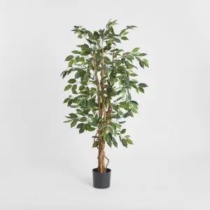 Ficus Tree 1.7m by TREE CREATIONS, a Plants for sale on Style Sourcebook