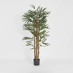 Raphis Palm Thin Leaf 1.7m by TREE CREATIONS, a Plants for sale on Style Sourcebook