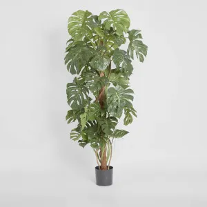Split-Leaf Philodendron 1.5m by TREE CREATIONS, a Plants for sale on Style Sourcebook
