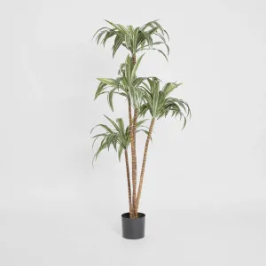 Variegated Dracaena 1.6m by TREE CREATIONS, a Plants for sale on Style Sourcebook