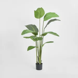 Bird of Paradise Plant 150cm by TREE CREATIONS, a Plants for sale on Style Sourcebook