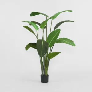 Bird of Paradise 1.8m by TREE CREATIONS, a Plants for sale on Style Sourcebook