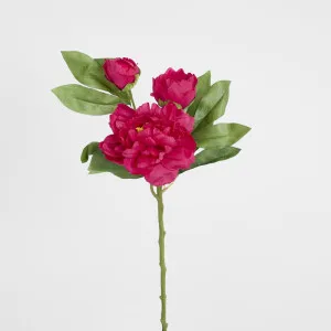 Peony With Two Buds Stem Fuchsia by JMC FLORALS, a Plants for sale on Style Sourcebook