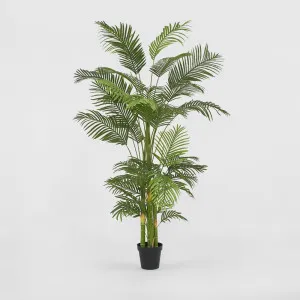 Real Touch Palm Tree In Black Pot 210cm by TREE CREATIONS, a Plants for sale on Style Sourcebook