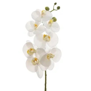 Orchid Phalaenopsis Spray Real Touch 70cm White by Florabelle Living, a Plants for sale on Style Sourcebook
