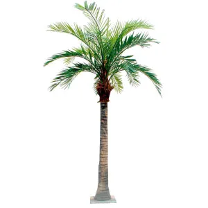 Coconut Palm 5.5m by TREE CREATIONS, a Plants for sale on Style Sourcebook