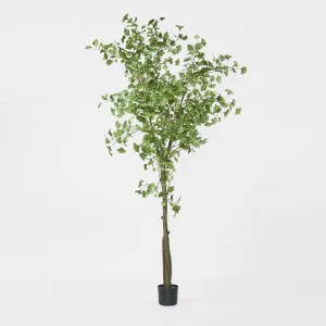 Ginko Tree Potted 2.4m by TREE CREATIONS, a Plants for sale on Style Sourcebook