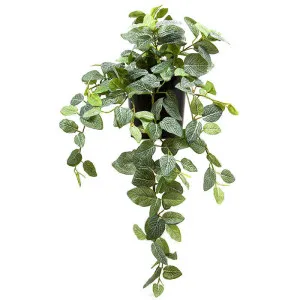 Peperoni Hanging Bush in Pot 40cm by Florabelle Living, a Plants for sale on Style Sourcebook