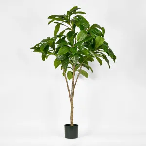 Frangipani Tree 180cm by TREE CREATIONS, a Plants for sale on Style Sourcebook