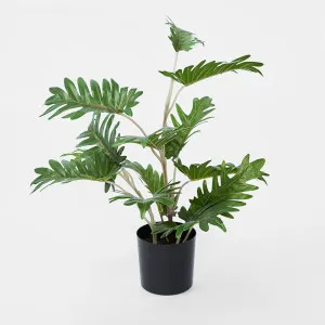 Real Touch Philo In Black Pot 50cm by TREE CREATIONS, a Plants for sale on Style Sourcebook