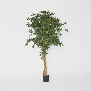 Oriental Olive Tree 155cm by TREE CREATIONS, a Plants for sale on Style Sourcebook