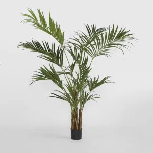 Kentia Palm Tree 210cm by TREE CREATIONS, a Plants for sale on Style Sourcebook