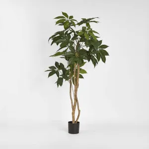 Umbrella Tree 150cm by TREE CREATIONS, a Plants for sale on Style Sourcebook