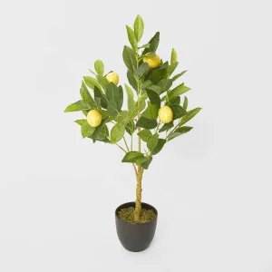 Lemon Tree 5 Fruits 70cm by TREE CREATIONS, a Plants for sale on Style Sourcebook