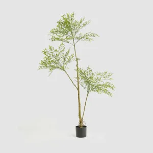 Green Nandina Tree 170cm by TREE CREATIONS, a Plants for sale on Style Sourcebook