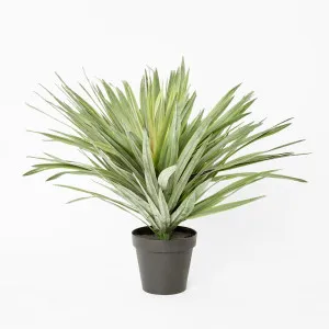 Soft Touch Potted Sisal Plant 68cm by TREE CREATIONS, a Plants for sale on Style Sourcebook