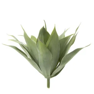 Agave succulent Bush 41cm W/19 Leaves Green by Florabelle Living, a Plants for sale on Style Sourcebook
