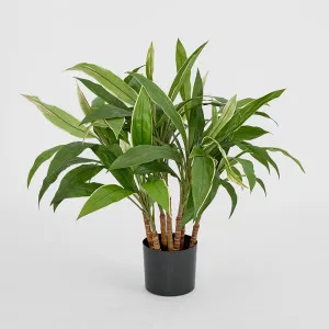 Cordyline Tree 80cm by TREE CREATIONS, a Plants for sale on Style Sourcebook