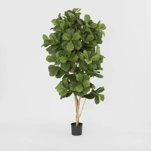 Fiddle Leaf Tree 2m by TREE CREATIONS, a Christmas for sale on Style Sourcebook