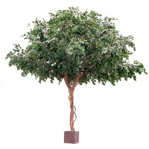 Ficus Exotica Giant Tree 3m by TREE CREATIONS, a Plants for sale on Style Sourcebook
