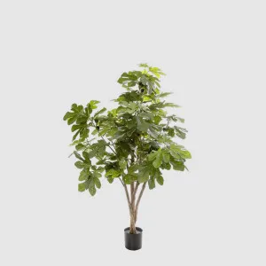 Fig Tree 1.1m by TREE CREATIONS, a Plants for sale on Style Sourcebook