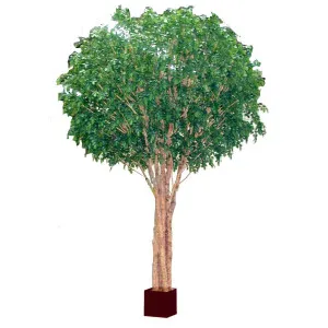 Giant Beech Tree 5.7m by TREE CREATIONS, a Plants for sale on Style Sourcebook