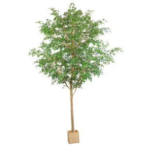 4.2m Ficus Natasja Giant Tree 14142 Leaves in Wood Pot by TREE CREATIONS, a Plants for sale on Style Sourcebook