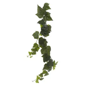 Giant Ivy Vine1.15m by Florabelle Living, a Plants for sale on Style Sourcebook