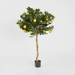 Golden Lemon Tree 0.9m by TREE CREATIONS, a Plants for sale on Style Sourcebook