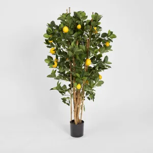Lemon Tree 1.15m by TREE CREATIONS, a Plants for sale on Style Sourcebook