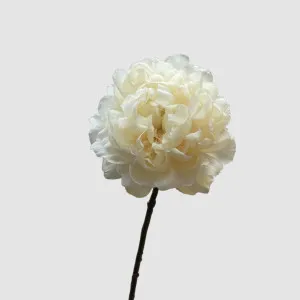 Peony White 64cm by Florabelle Living, a Plants for sale on Style Sourcebook
