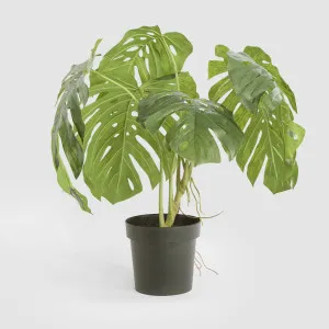 Variegated Monstera Bush 79cm in Black Pot by Florabelle Living, a Plants for sale on Style Sourcebook