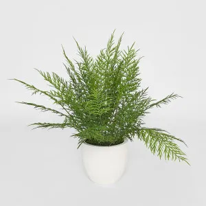 Fern in Magnesia Pot 71cm by Florabelle Living, a Plants for sale on Style Sourcebook