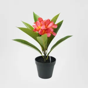 Potted Frangipani Red 34cm by Florabelle Living, a Plants for sale on Style Sourcebook