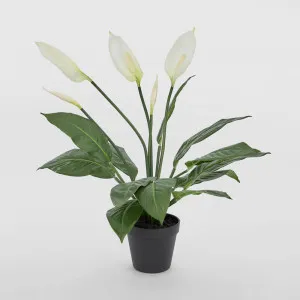 Real Touch Potted Spathiphyllum Bush 61cm by JMC FLORALS, a Plants for sale on Style Sourcebook