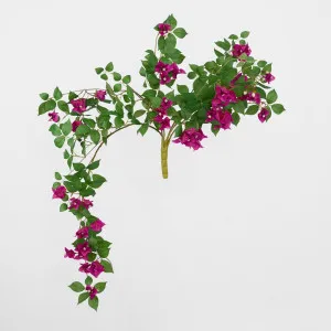 Bougainvillea Bush Purple by JMC FLORALS, a Plants for sale on Style Sourcebook