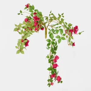 Bougainvillea Bush Fuchsia Hanging by JMC FLORALS, a Plants for sale on Style Sourcebook