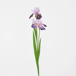 Iris Stem Dark Lilac by JMC FLORALS, a Plants for sale on Style Sourcebook