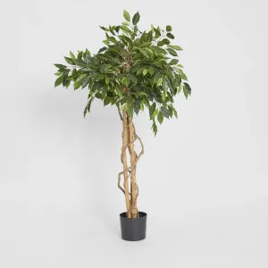 Ficus Ball Tree 1.2m by TREE CREATIONS, a Plants for sale on Style Sourcebook