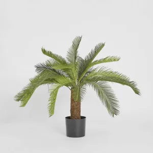 Cycad Palm 80cm by TREE CREATIONS, a Plants for sale on Style Sourcebook