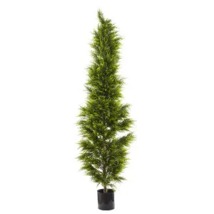 Cypress Pine 2m by TREE CREATIONS, a Plants for sale on Style Sourcebook