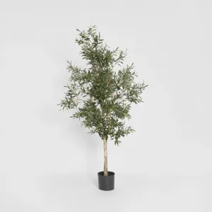 Olive Tree 1.7m by TREE CREATIONS, a Plants for sale on Style Sourcebook